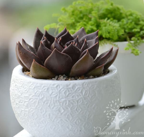 Sen đá nâu (Sen đá socola) - Vườn cây xinh