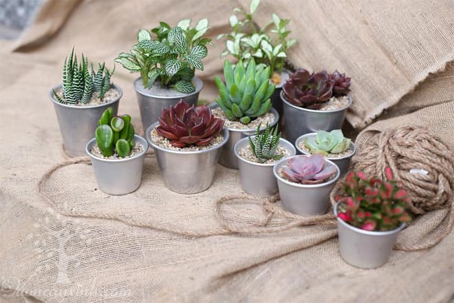 Sen đá nâu (Sen đá socola) - Vườn cây xinh