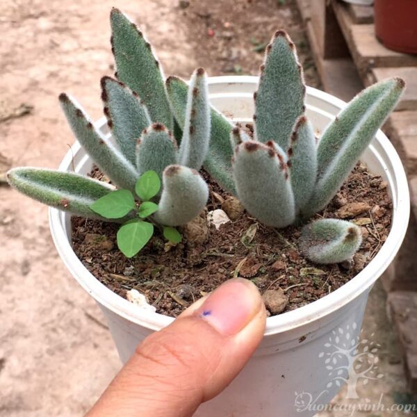 sen đá nhung viền đen đẹp - Vườn cây xinh