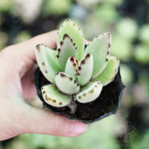 sen đá nhung viền đen đẹp - Vườn cây xinh