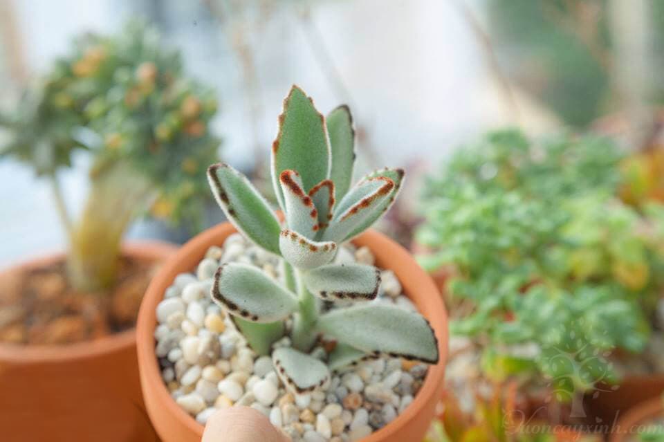 sen đá nhung viền đen đẹp - Vườn cây xinh