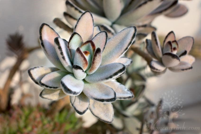 sen đá nhung viền đen đẹp - Vườn cây xinh