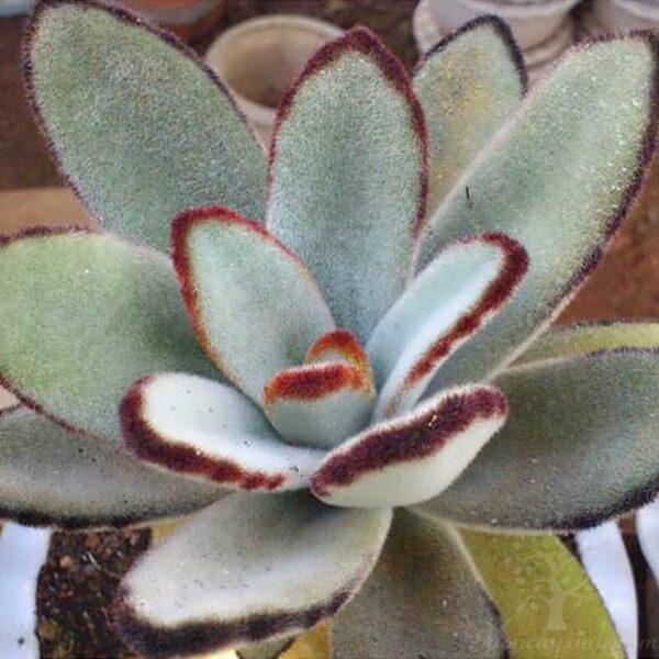 sen đá nhung viền đen đẹp - Vườn cây xinh