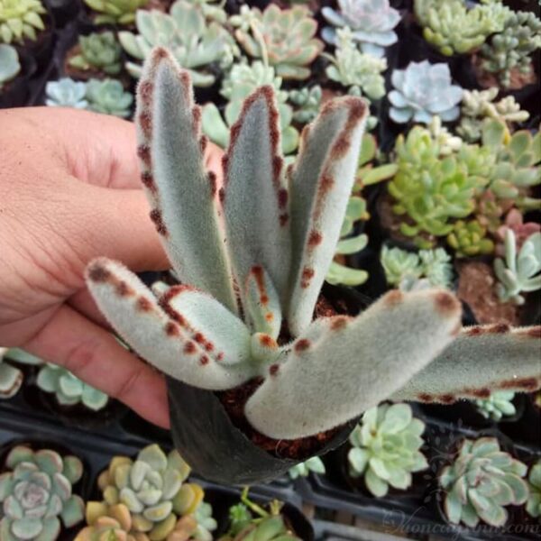 sen đá nhung viền đen đẹp - Vườn cây xinh