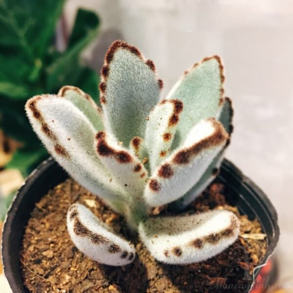 sen đá nhung viền đen đẹp - Vườn cây xinh