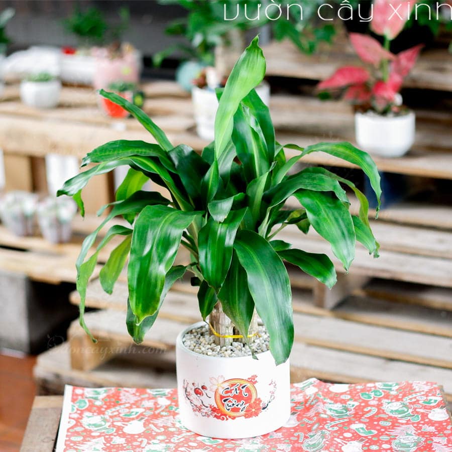 thiet-moc-lan-ghep-de-ban-2 Cây thiết mộc lan để bàn - Thiết mộc lan ghép 3 thân