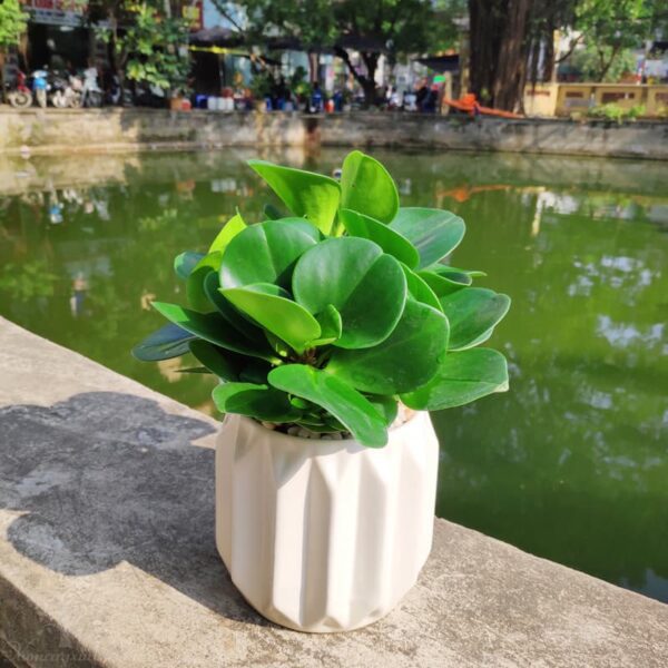 Cây trường sinh để bàn làm việc - Vườn cây xinh