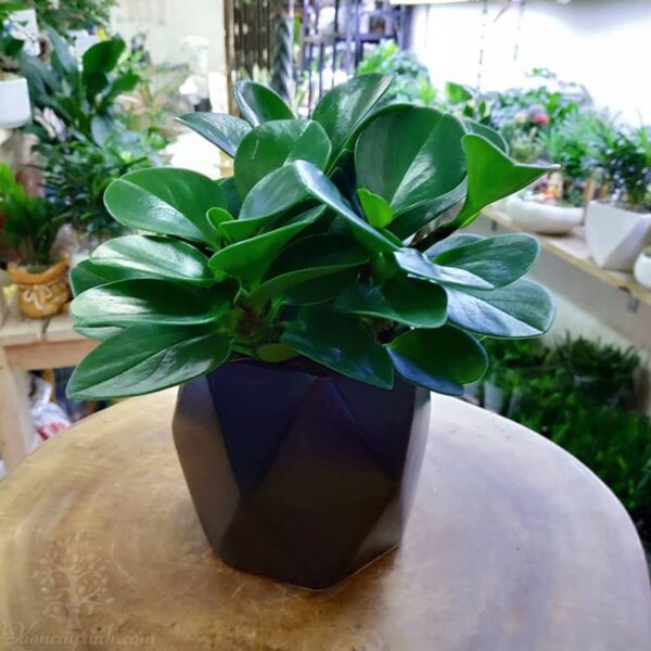 Cây trường sinh để bàn làm việc - Vườn cây xinh