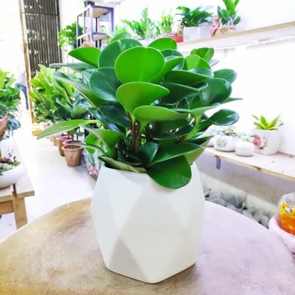 Cây trường sinh để bàn làm việc - Vườn cây xinh