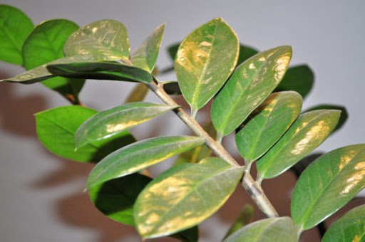 Cây kim tiền bị vàng lá | Vườn Cây Xinh