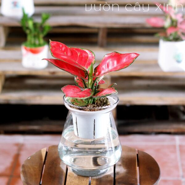 Cây Vạn Lộc Thủy Sinh Để Bàn | Cây Phong Thủy | Vườn Cây Xinh