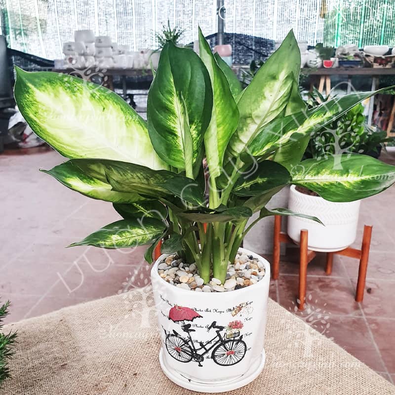 Vạn niên thanh để bàn - Quà 20/11