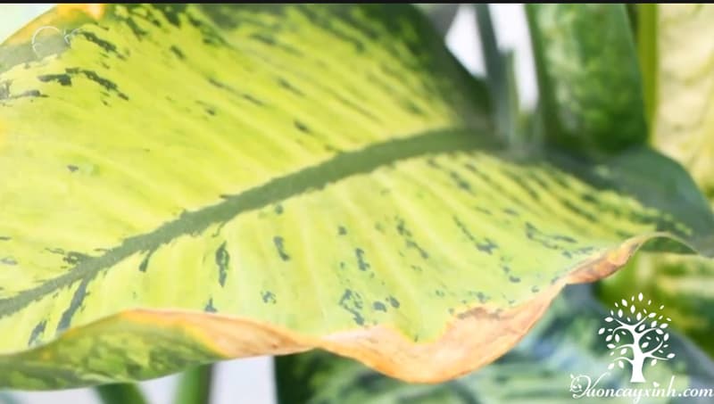 Cây vạn niên thanh bị vàng lá - Vườn cây xinh