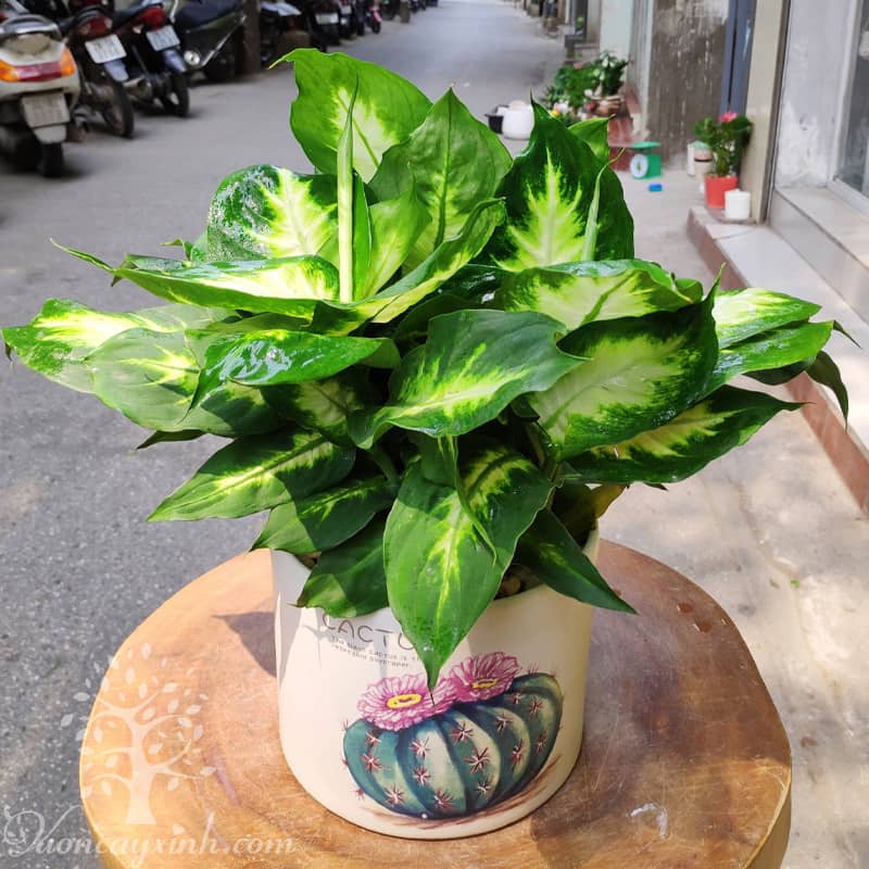 Cây vạn niên thanh để bàn - Vườn cây xinh