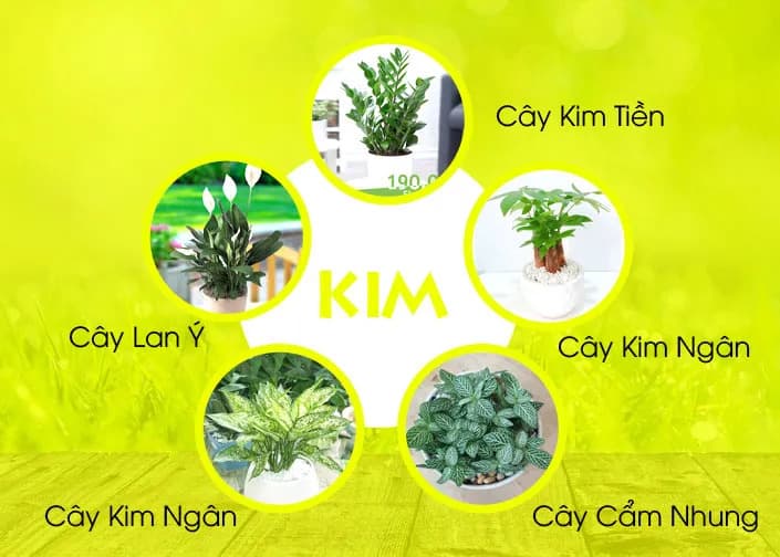 Cây hợp mệnh Kim | Vườn Cây Xinh