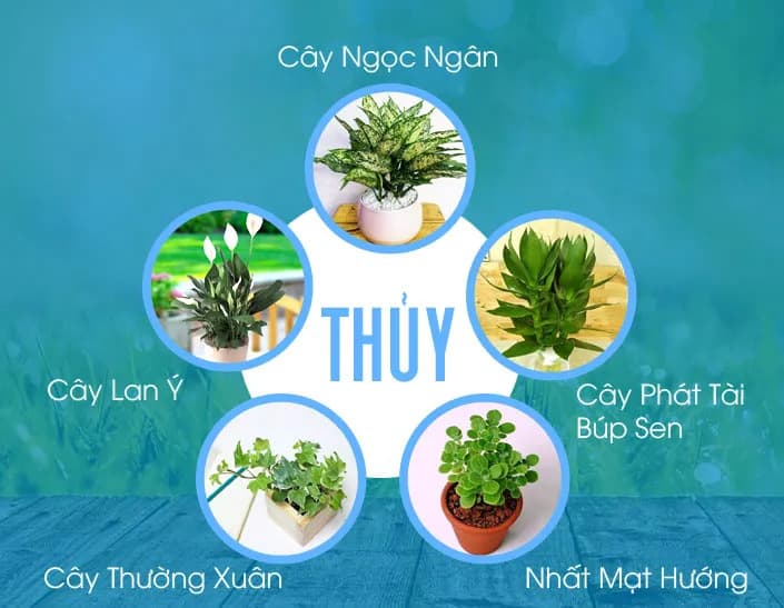 Cây hợp mệnh Thủy | Vườn Cây Xinh