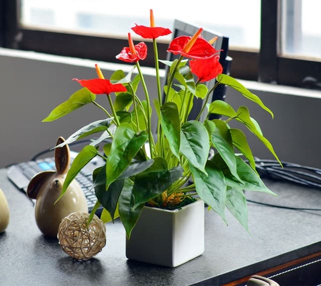 Cây hồng môn thủy sinh để bàn - Vườn cây xinh