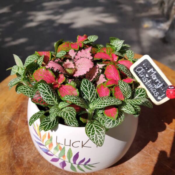 Cây cẩm nhung để bàn | Vườn cây xinh