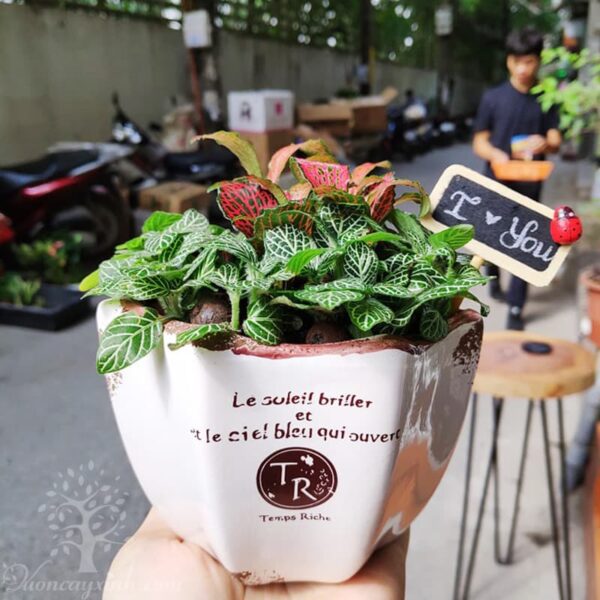 Cây cẩm nhung để bàn | Vườn cây xinh