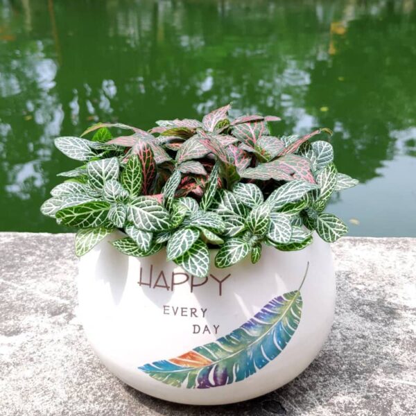 Cây cẩm nhung để bàn | Vườn cây xinh