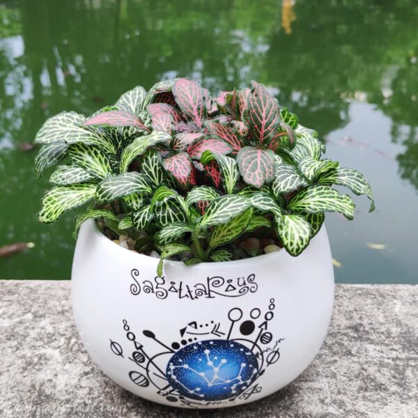 Cây cẩm nhung để bàn | Vườn cây xinh