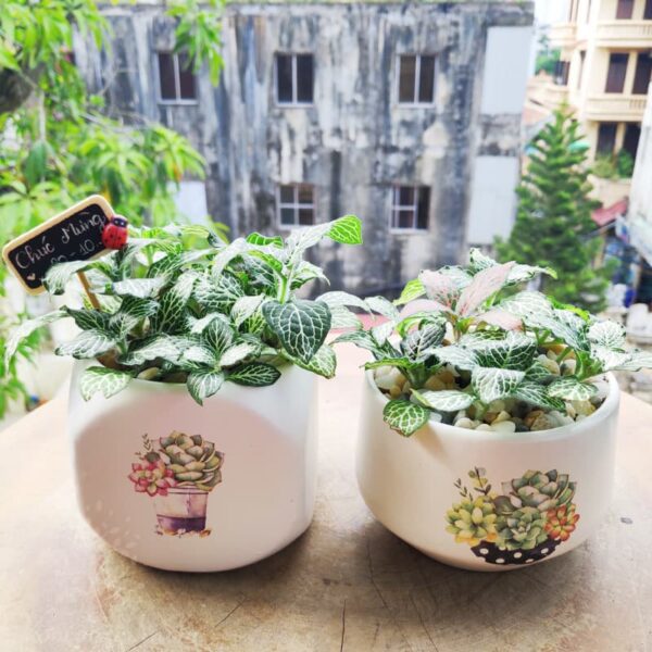 Cây cẩm nhung để bàn | Vườn cây xinh