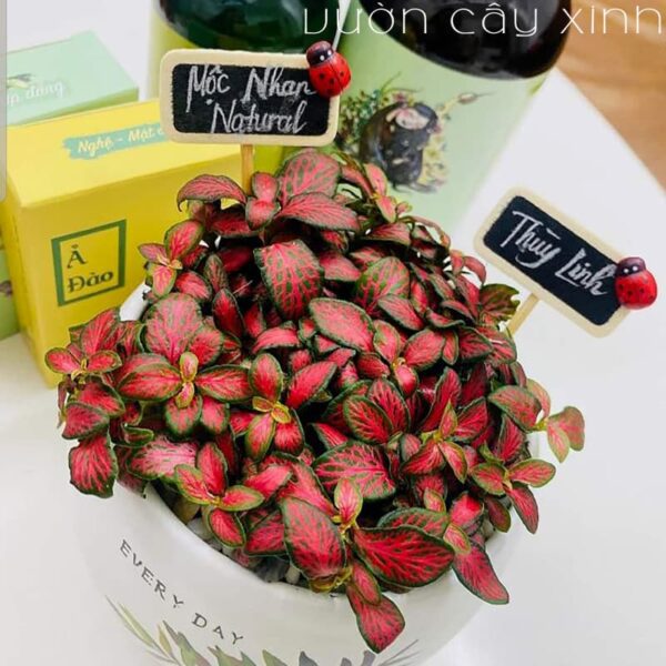 Cây cẩm nhung để bàn | Quà tặng người yêu