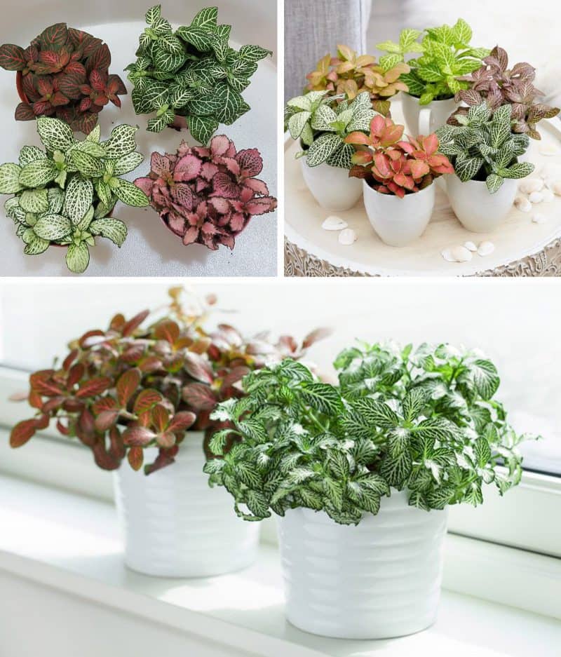 Cây cẩm nhung để bàn | Vườn cây xinh