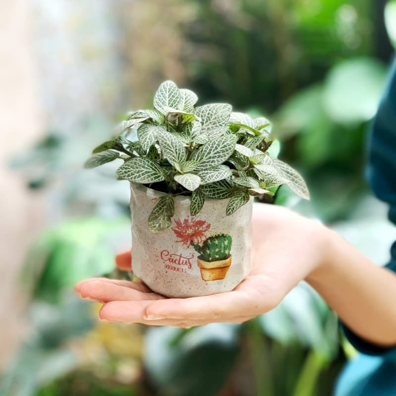 Cây cẩm nhung để bàn | Vườn cây xinh