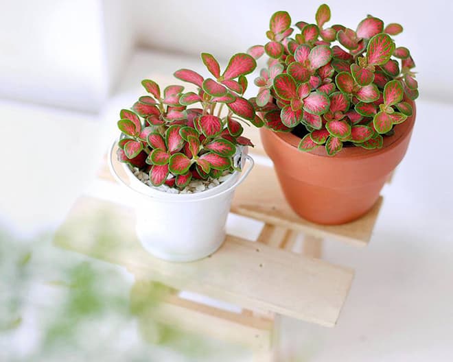 Cây cẩm nhung để bàn | Vườn cây xinh