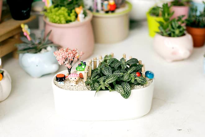 Cây cẩm nhung để bàn | Vườn cây xinh