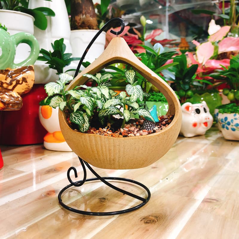 Cây cẩm nhung để bàn | Vườn cây xinh