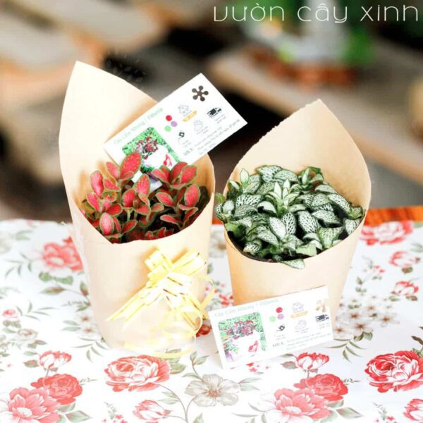 Cây cẩm nhung để bàn | Quà tặng cây cảnh