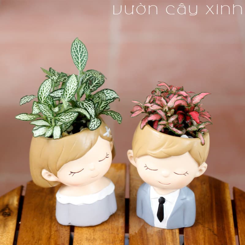 Cây cẩm nhung để bàn | Vườn cây xinh