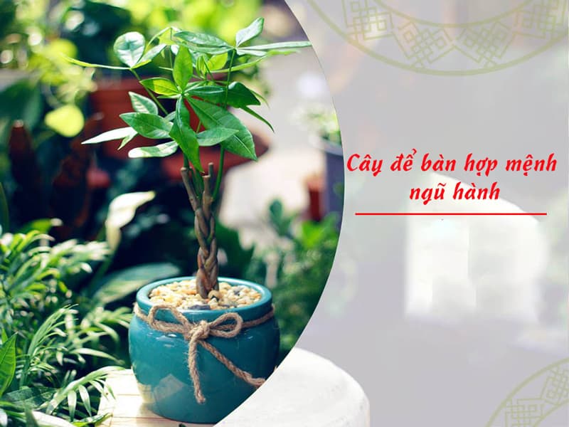 Chọn cây hợp mệnh Thủy | Vườn Cây Xinh