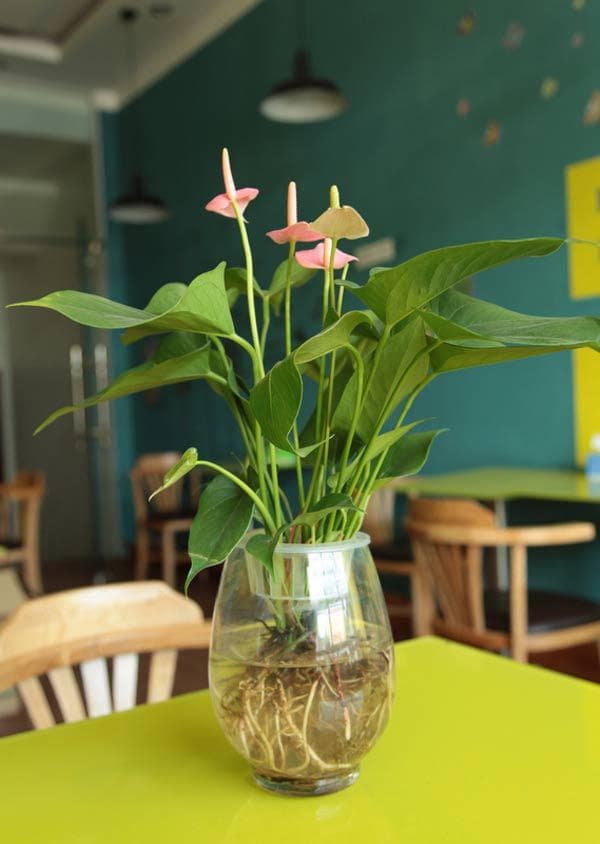 Cây hồng môn thủy sinh để bàn - Vườn cây xinh