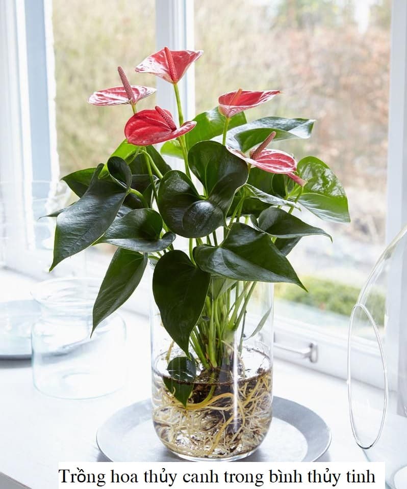 Cây hồng môn thủy sinh để bàn - Vườn cây xinh