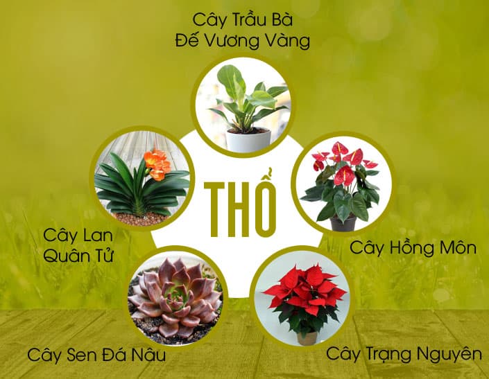 Cây hợp mệnh Thổ | Vườn Cây Xinh
