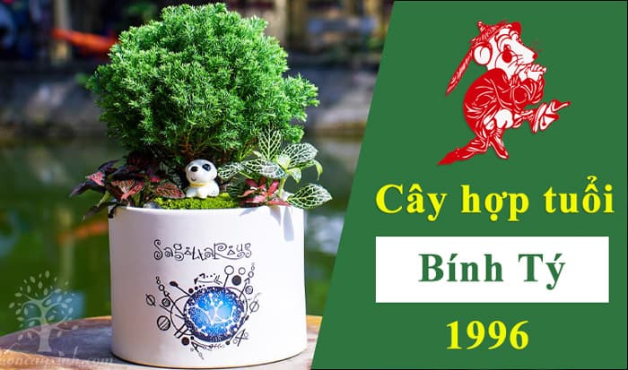 Tuổi Tý hợp cây gì | Cây phong thủy hợp tuổi Bính Tý 1996 | Vườn Cây Xinh