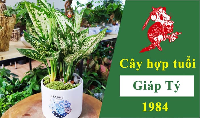 Tuổi Tý hợp cây gì | Cây phong thủy hợp tuổi Giáp Tý 1984 | Vườn Cây Xinh