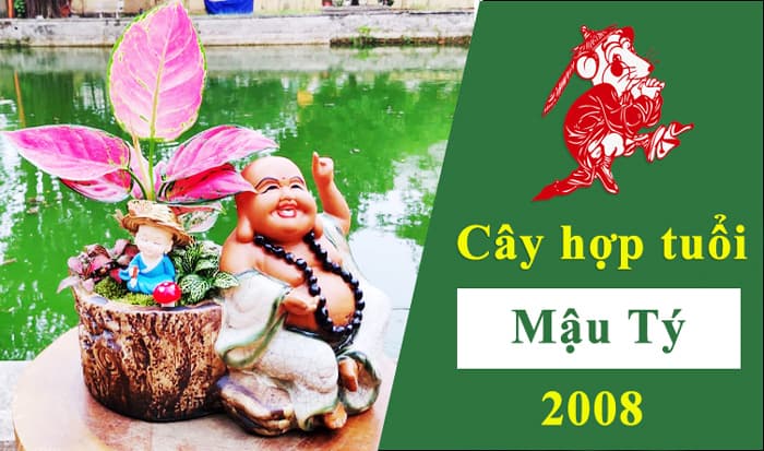 Tuổi Tý hợp cây gì | Cây phong thủy hợp tuổi Mậu Tý 2008 | Vườn Cây Xinh