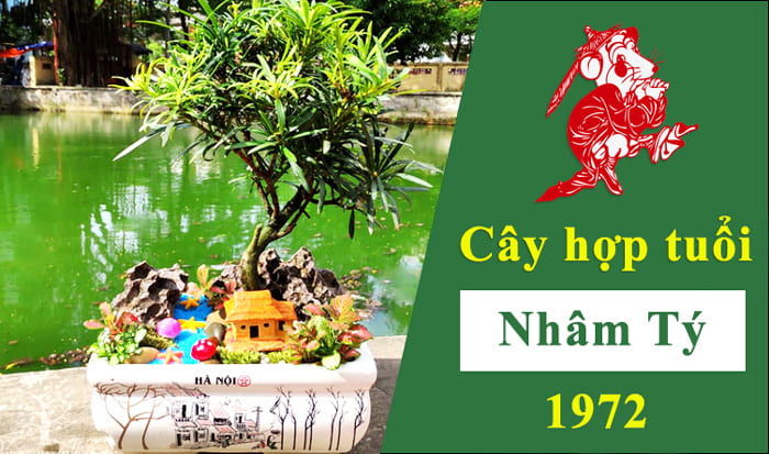 Cây phong thủy tuổi tý 1972 | Vườn Cây Xinh