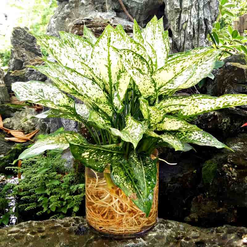 Cây ngọc ngân thủy sinh để bàn - Vườn Cây Xinh