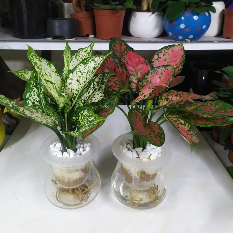 Cây ngọc ngân thủy sinh để bàn - Vườn Cây Xinh