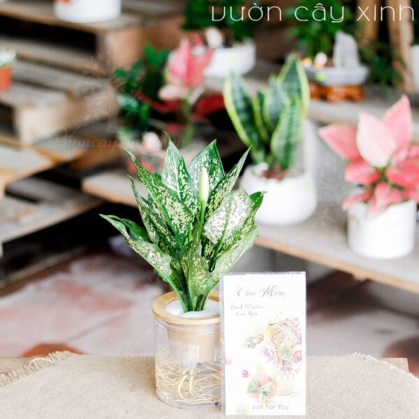 Cây ngọc ngân thủy sinh | Vườn Cây Xinh