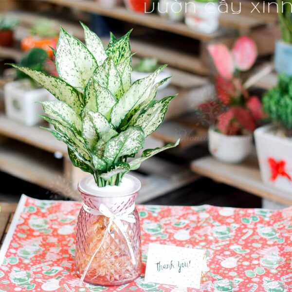Cây ngọc ngân thủy sinh | Vườn Cây Xinh