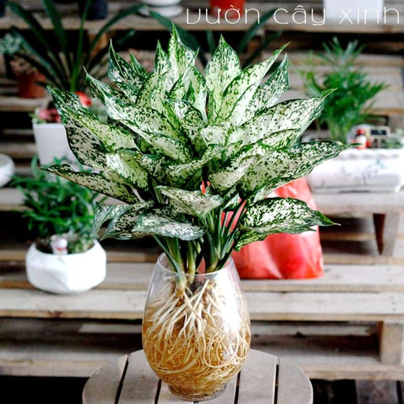 Cây ngọc ngân thủy sinh | Cây thủy sinh để bàn