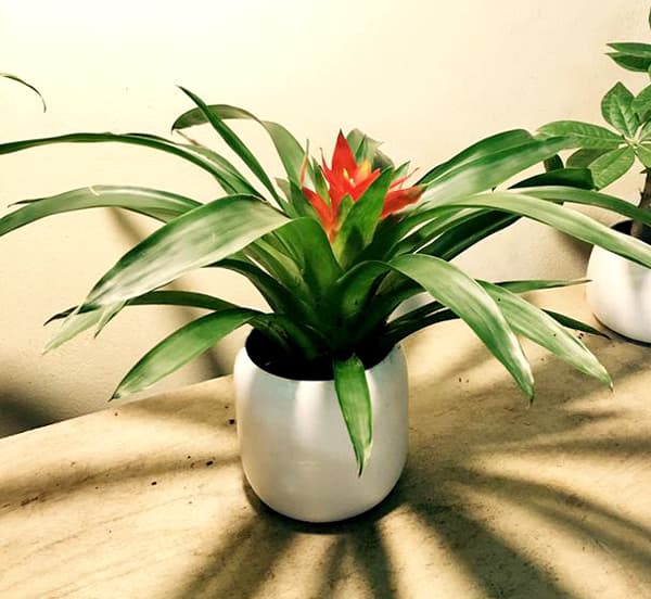 Cây Phong Lộc Hoa hợp tuổi Sửu | Vườn Cây Xinh