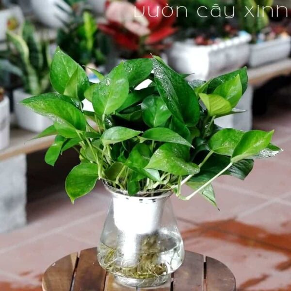 Cây vạn niên thanh thủy sinh | Cây thủy sinh để bàn