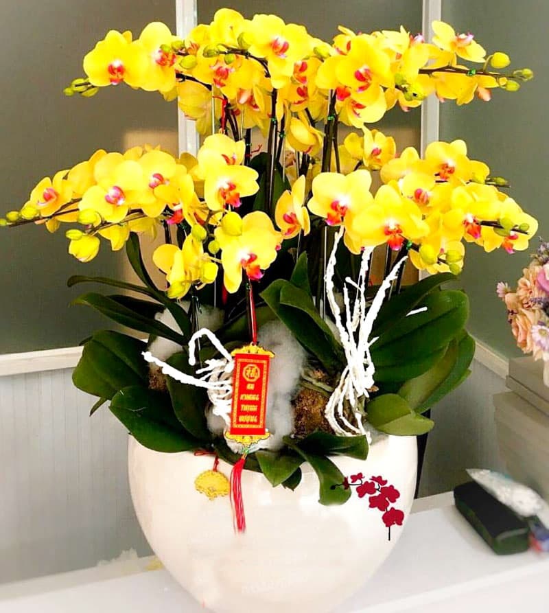 Cây lan hồ điệp vàng để bàn | Vườn Cây Xinh